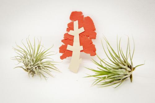 Broches 3 de Junio de 2021